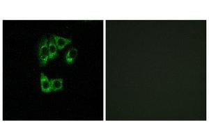 Immunofluorescence (IF) image for anti-GTPase, IMAP Family Member 2 (GIMAP2) (Internal Region) antibody (ABIN1851400)