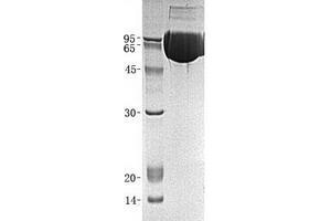 Validation with Western Blot