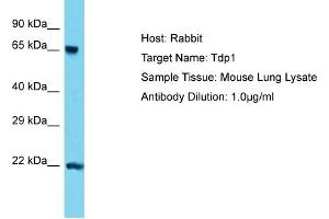 Host: Rabbit Target Name: Tdp1 Sample Type: Mouse Lung lysates Antibody Dilution: 1. (TDP1 antibody  (C-Term))
