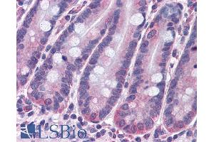 ABIN184610 (3. (STAP2 antibody  (C-Term))