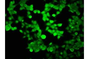 Immunofluorescence staining of 293 cells with ABIN7155403 at 1:100, counter-stained with DAPI.