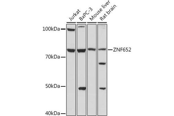 ZNF652 antibody