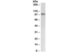 Western blot testing HeLa nuclear lysate with KAP1 antibody at 1ug/ml. (KAP1 antibody)