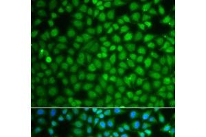 Immunofluorescence analysis of A549 cells using ZNF346 Polyclonal Antibody (ZNF346 antibody)