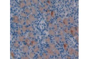Figure. (Netrin 1 antibody  (AA 313-565))