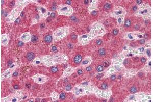 Anti-GFPT1 antibody  ABIN960780 IHC staining of human liver. (GFPT1 antibody  (C-Term))