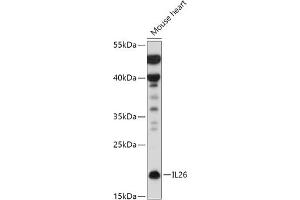 Western blot analysis of extracts of Mouse heart, using IL26 antibody (ABIN7267996) at 1:500 dilution. (IL-26 antibody  (AA 22-100))