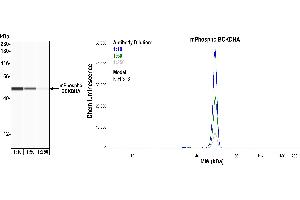 anti-Branched Chain Keto Acid Dehydrogenase E1, alpha Polypeptide (BCKDHA) (pSer292) antibody