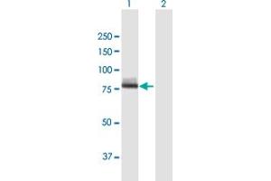 Western Blot analysis of CAPN12 expression in transfected 293T cell line by CAPN12 MaxPab polyclonal antibody. (CAPN12 antibody  (AA 1-719))