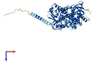 AlphaFold protein structure predicition of Mouse Recombinant Cyp4f14 Protein, UniprotID Q9EP75 (Cyp4f14 Protein (AA 1-524) (His tag))