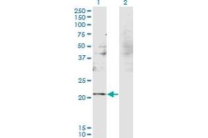 RBM8A anticorps  (AA 1-174)