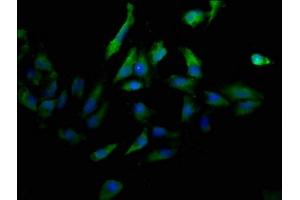 Immunofluorescence (IF) image for anti-Platelet/endothelial Cell Adhesion Molecule (PECAM1) (AA 28-315) antibody (ABIN7147154)