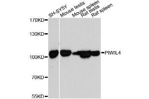 Western blot analysis of extracts of various cell lines, using PIWIL4 antibody.