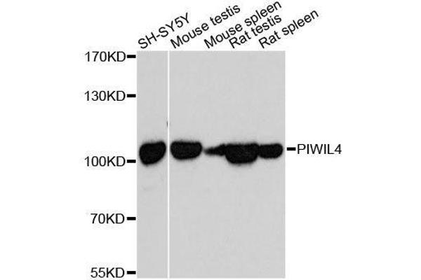 PIWIL4 anticorps  (AA 260-460)