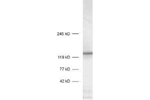 STXBP5 antibody  (AA 1031-1103)