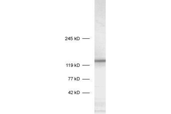 STXBP5 抗体  (AA 1031-1103)