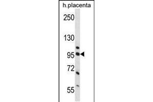 Western blot analysis in human placenta tissue lysates (35ug/lane). (Nucleolin antibody  (AA 276-304))