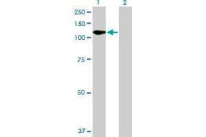 Western Blot analysis of FLT1 expression in transfected 293T cell line by FLT1 MaxPab polyclonal antibody. (FLT1 antibody  (AA 1-687))