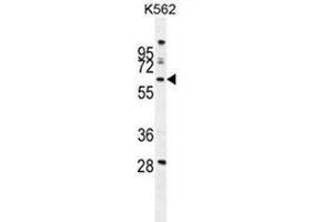 WDR49 Antibody (C-term) western blot analysis in K562 cell line lysates (35 µg/lane). (WDR49 antibody  (C-Term))