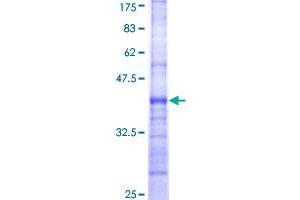 RBPJ Protein (AA 3-109) (GST tag)