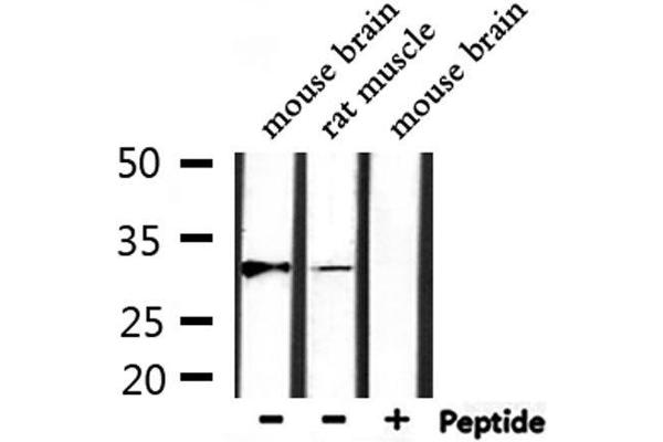 MARCH1 antibody  (C-Term)