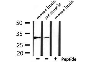 Western blot analysis of extracts from rat muscle, mouse brain, using MARCH1 Antibody.