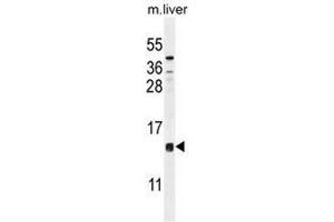 CCDC126 Antibody (C-term) western blot analysis in mouse liver tissue lysates (35µg/lane). (CCDC126 antibody  (C-Term))