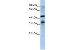 Image no. 1 for anti-Musashi Homolog 2 (MSI2) (N-Term) antibody (ABIN6740711)