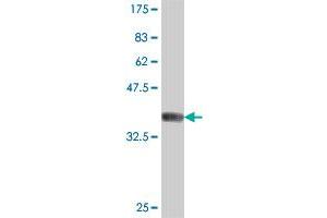 Western Blot detection against Immunogen (37. (SYN2 antibody  (AA 348-448))