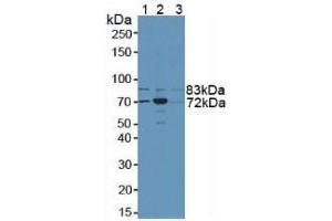 Figure. (NSF antibody  (AA 590-744))