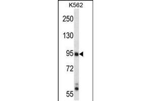 Western blot analysis in K562 cell line lysates (35ug/lane). (MAP3K10 antibody  (N-Term))