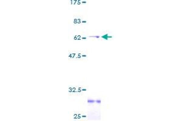 CD1a Protein (CD1a) (AA 1-311) (GST tag)
