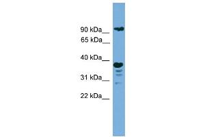 WB Suggested Anti-LAMP1  Antibody Titration: 0. (LAMP1 antibody  (N-Term))