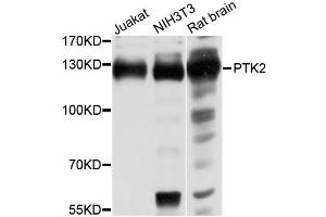 Western blot analysis of extracts of various cell lines, using PTK2 antibody (ABIN5969975) at 1/1000 dilution. (FAK antibody)