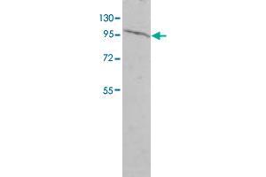 Western blot analysis of HEK293 cell lysate with EIF2C2 polyclonal antibody  at 1 : 500 dilution.