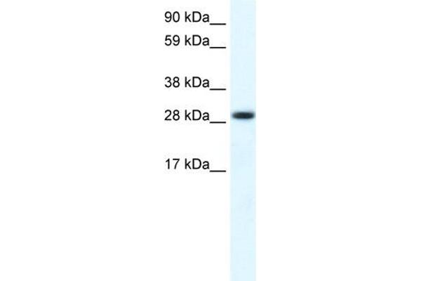 FHL1 anticorps  (C-Term)