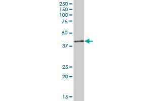 IGBP1 MaxPab polyclonal antibody. (IGBP1 antibody  (AA 1-339))