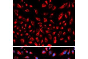 Immunofluorescence analysis of U2OS cells using CLDN11 Polyclonal Antibody (Claudin 11 antibody)