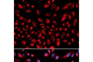 Immunofluorescence analysis of U2OS cells using CLDN11 Polyclonal Antibody (Claudin 11 antibody)