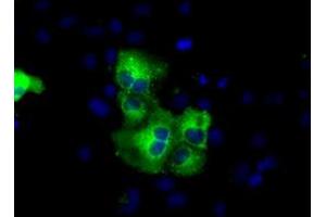 Anti-C17orf28 mouse monoclonal antibody (ABIN2452860) immunofluorescent staining of COS7 cells transiently transfected by pCMV6-ENTRY C17orf28 (RC206740). (HID1/DMC1 antibody)