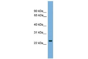 WB Suggested Anti-FEV Antibody Titration: 0. (FEV antibody  (N-Term))