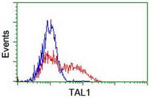 HEK293T cells transfected with either RC222628 overexpress plasmid (Red) or empty vector control plasmid (Blue) were immunostained by anti-TAL1 antibody (ABIN2455286), and then analyzed by flow cytometry. (TAL1 antibody)