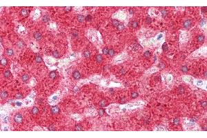 Immunohistochemistry (IHC) image for anti-Complement 4 (C4) (AA 975-1336) antibody (ABIN7432856)