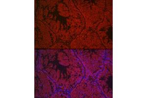 Immunofluorescence analysis of mouse testis cells using LHCGR Rabbit pAb (ABIN6128180, ABIN6143185, ABIN6143186 and ABIN6221866) at dilution of 1:500 (40x lens). (LHCGR antibody  (AA 200-360))