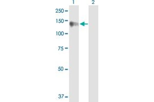 Calsyntenin 1 antibody  (AA 1-971)