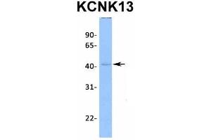 Host:  Rabbit  Target Name:  KCNK13  Sample Type:  721_B  Antibody Dilution:  1. (KCNK13 antibody  (C-Term))