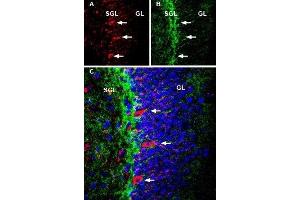 Multiplex staining of NMDAR1 and ASCT1 in mouse hippocampusImmunohistochemical staining of immersion-fixed, free floating rat brain frozen sections using Guinea pig Anti-NMDAR1 (GluN1) (extracellular) Antibody (ABIN7043243, ABIN7045402 and ABIN7045403), (1:600) and rabbit Anti-ASCT1 (SLC1A4) Antibody (ABIN7043665, ABIN7044821 and ABIN7044822), (1:300). (Glutamate Receptor, Ionotropic, N-Methyl D-Aspartate 1 (GRIN1) Peptide)