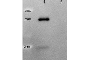Western Blot of Peroxidase conjugated Rabbit anti-Goat IgG antibody. (Rabbit anti-Goat IgG (Heavy & Light Chain) Antibody (HRP))