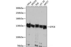 Western blot analysis of extracts of various cell lines using GTF2I Polyclonal Antibody at dilution of 1:1000. (GTF2I antibody)