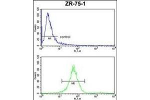 ATP5C1 Antibody (N-term) (ABIN653186 and ABIN2842739) FC analysis of ZR-75-1 cells (bottom histogram) compared to a negative control cell (top histogram). (ATP5C1 antibody  (N-Term))